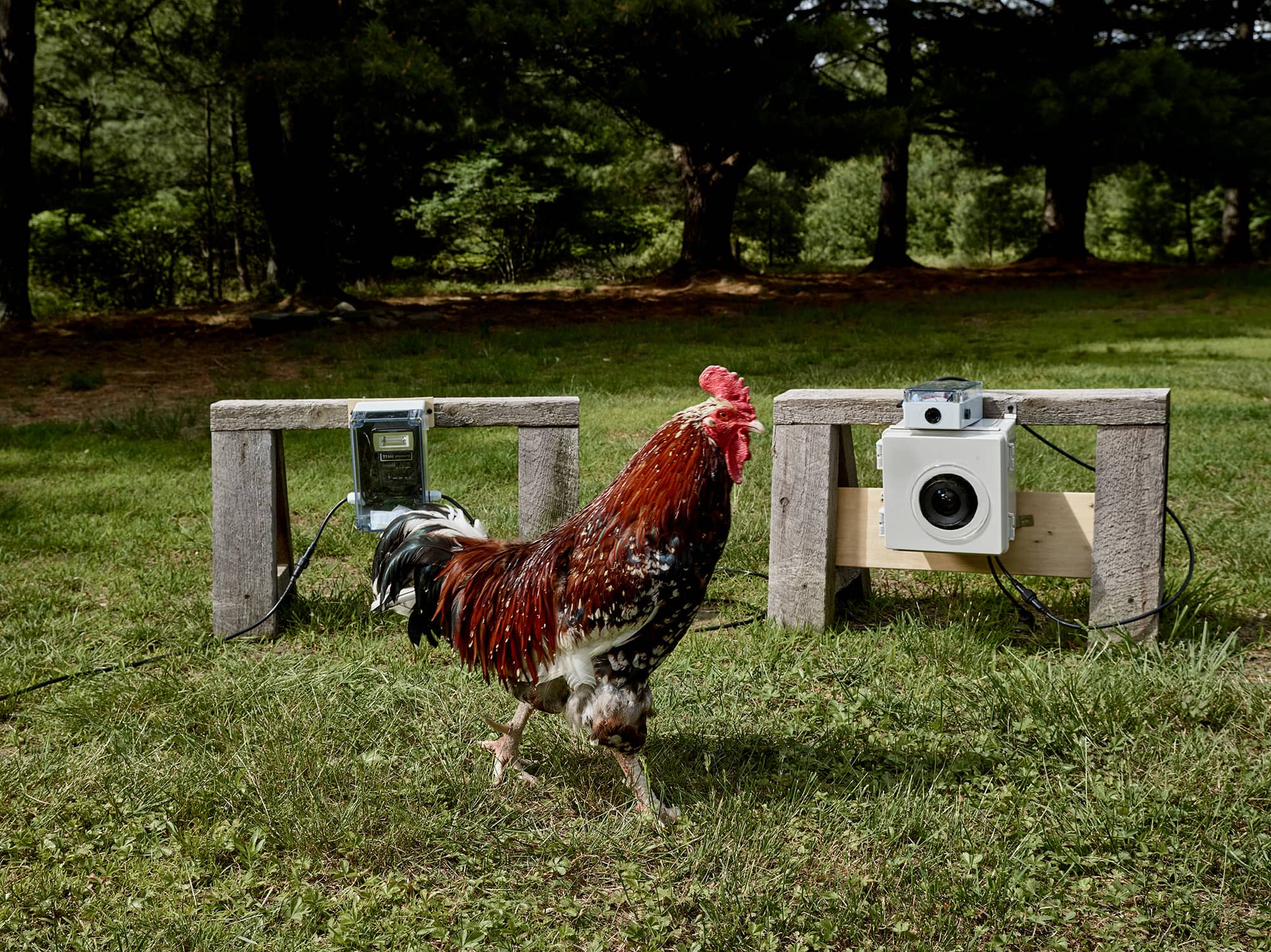 Marcel the Rooster posing with the chicken.photos setup